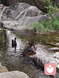 来大山深处，做一日闲人，在这里，空气都是甜的，每一次吸气，都是高浓度负氧离子的洗礼；每一次呼气，都带走了积压已久的焦虑与疲惫。
阳光透过树叶的缝隙洒下斑驳光影，耳边是风过林梢和山涧清泉的合奏。在这片天然疗愈氧吧里，不需要刻意寻找方向，因为每一步，都是走向内心的归途。
把烦恼交给山风，把身体还给自然。配图
