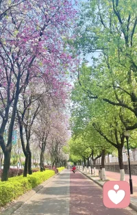 紫荆漫开，温柔满怀，做你最安心的倾听者。配图