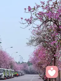 紫荆漫开，温柔满怀，做你最安心的倾听者。配图