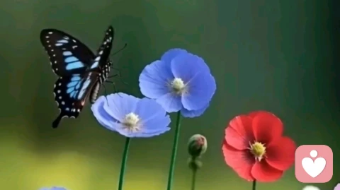 爱情心理学