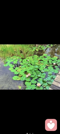 昨天的个体咨询与团体成长里都出现了一个主题：讨好。但又有不同的呈现方式。个体咨询里的讨好是表演乖巧的形象，获得好人缘；而团体里的讨好是打着为别人好的旗帜，把自己打造成全能的钢铁人，落得遍体鳞伤却不得好。
老师说好好倾听是基本功，前面5-6年都是练这个功夫。倾听不仅仅是倾听语言，还有语言背后传递的更多东西。好的倾听者是可以帮来访表达出未曾表达出来的东西的。