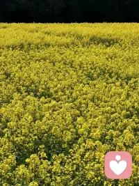 你要相信，风是甜的，阳光是暖的，日子是温柔的。配图