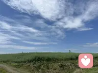 因为自己淋过雨，所以想为你撑把伞