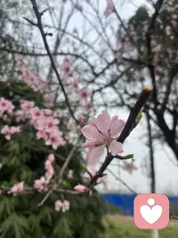 红尘行者第1集推荐语：世间有一种人，与你我同饮一江水，同踏一片尘，却活成了另一番气象。浪来，他在浪里；浪去，他还在那里。他叫维摩诘。居有宅，仓有粟，膝下有儿女，出入有仆从。按理说，这样的人，离“自在”二字最远——牵绊如网，挂碍如山。可他偏活成了那个时代最自在的人。时人唤他“居士”——身居尘中，心不染尘。庄子言：泛若不系之舟。他便是这样一叶舟。有财，财不缚他；有家，情不困他；居闹市，闹市不能囚他。他不是因无才得自在。他是因在万有之中，一物不挂，方得自在。