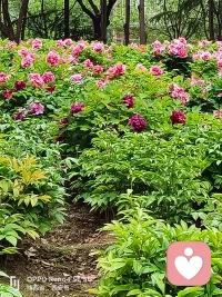 出来看花吧！一个人也可以的哦，总比一个人待在没有阳光的房间里要好很多好很多配图