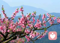 时光有爱，花开有期，在桃花盛开的季节里，作为“暖心驿站”的倾听师，如果你心里攒了些话没处说，或是在等待一份理解，一份温柔的讯息，不妨来找我聊聊。我会用专业的陪伴传递温暖，让你的等待有回音，付出有回报，让所有的美好如约而至。需要倾诉时，“暖心驿站”在这等你，倾听你的心雨。