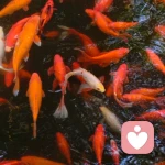 吹着口哨🎶的头像