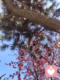 抬头，撞见春天的心跳。
松枝不语，红梅自开，
原来最好的风景，从来都在不经意的仰望里，
就像最好的自己，也在慢慢生长的路上。配图