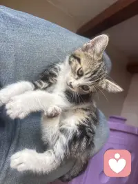 猫咪嗓子哑了，肚子老鼓鼓叫，是生病了吗配图