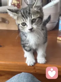 猫咪嗓子哑了，肚子老鼓鼓叫，是生病了吗配图