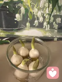 期待我的郁金香野蛮生长。🌷配图