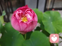 荷花出淤泥而不染，濯清涟而不妖；这个季节正是赏荷的好时节，愿我们平台的客户多去赏莲，多拥有荷花的品质