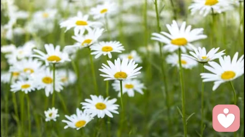 理解几个常见心理理论