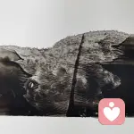 枕风观心的头像