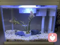 《原来最高级的安稳，是一个人的归宁》
 
我一个人在沙发上坐着，餐厅的冰箱发出嗡嗡的响声。
 
鱼缸里的虾，在慢慢闲游。
 
忽然发现，不追热闹，不慌未来，只守自己的安稳，就是归宁。
 
原来我们终其一生，都在找这样的时刻。配图