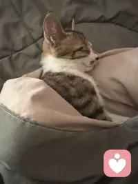 如果你太难过，如果人生不太尽意！
如果身边的人对你不好，看它，学它！