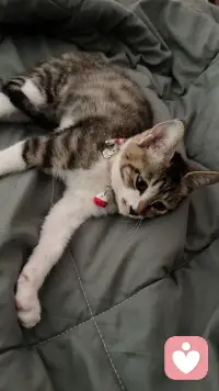 如果你太难过，如果人生不太尽意！
如果身边的人对你不好，看它，学它！