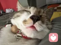 如果你太难过，如果人生不太尽意！
如果身边的人对你不好，看它，学它！