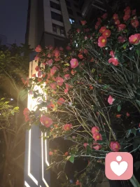 🌿 生活偶尔疲惫，情绪偶尔低落。
没关系，我在这里，听你说，陪你走，让心里的光慢慢亮起来。配图