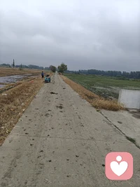 田间一抹绿，带来希望量！配图