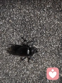 一雄一雌，它们都性格很温顺！其一是独角仙，其二是中华大扁锹。同属于夜间活动的甲虫！其中一个还飞到我的衣服上吓我一跳！处处是惊喜！哈哈😃配图