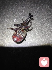 一雄一雌，它们都性格很温顺！其一是独角仙，其二是中华大扁锹。同属于夜间活动的甲虫！其中一个还飞到我的衣服上吓我一跳！处处是惊喜！哈哈😃配图