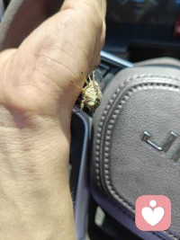 捕捉了一只小可爱，给它拍个特写，让它去绽放自己的光芒！放到窗户口就自己飞走了。配图