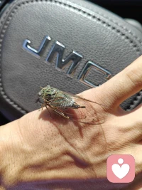 捕捉了一只小可爱，给它拍个特写，让它去绽放自己的光芒！放到窗户口就自己飞走了。配图