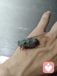 仔细一看还挺可爱的，你要乖乖长大，毕竟不见天日的一呆就是五年。配图