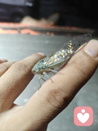仔细一看还挺可爱的，你要乖乖长大，毕竟不见天日的一呆就是五年。配图