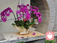 7:52
活的纠结原于母亲的苛责_...
m.psy525.cn
98
经验详情
意象治疗：
一、在意象当中帮助
她关爱呵护那个独寂寞恐
惧的小女孩儿，让小女孩
儿找到归属感。
二、用借力法(散金粉
法)让她增强心理能量，消
除恐惧，建立安全感。
行为疗法:
-、引导和鼓励她在
现实生活当中敢于接近父
母，并且挑战父母的权
开且挑战父长
威，勇敢的表达出自己的
委屈和意见。
二、适度的像自己的
了老公提出自己差的要
求，经常的给老公创造爱
自己的机会。
三、通过健康的爱自
己的孩子，来抚平自己爱
的缺失。
作业:
一、在近期安排一次
全家的旅游活动，就是一
切事宜都由她提前安排
好，然后通知父母。挑战
自己的权威性。
二、经常的和自己的
老公撒娇，故意让老公给
自己做一些事情。内心当
中体验到被爱的感觉。
通过五次的心理疏导
她逐渐的找回了自己，第
一现在面对父母的时候不
那么恐惧了，也越来越愿
意和父母在一起了。第二
她的夫妻关系更融洽了，
敢于要求老公为她做什么
了，幸福感大大的增强。
工作热情也提高了人际关
系也恰了。
系也
一经验感想一