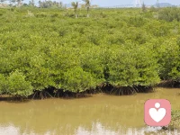 7:52
活的纠结原于母亲的苛责_...
m.psy525.cn
98
经验详情
意象治疗：
一、在意象当中帮助
她关爱呵护那个独寂寞恐
惧的小女孩儿，让小女孩
儿找到归属感。
二、用借力法(散金粉
法)让她增强心理能量，消
除恐惧，建立安全感。
行为疗法:
-、引导和鼓励她在
现实生活当中敢于接近父
母，并且挑战父母的权
开且挑战父长
威，勇敢的表达出自己的
委屈和意见。
二、适度的像自己的
了老公提出自己差的要
求，经常的给老公创造爱
自己的机会。
三、通过健康的爱自
己的孩子，来抚平自己爱
的缺失。
作业:
一、在近期安排一次
全家的旅游活动，就是一
切事宜都由她提前安排
好，然后通知父母。挑战
自己的权威性。
二、经常的和自己的
老公撒娇，故意让老公给
自己做一些事情。内心当
中体验到被爱的感觉。
通过五次的心理疏导
她逐渐的找回了自己，第
一现在面对父母的时候不
那么恐惧了，也越来越愿
意和父母在一起了。第二
她的夫妻关系更融洽了，
敢于要求老公为她做什么
了，幸福感大大的增强。
工作热情也提高了人际关
系也恰了。
系也
一经验感想一