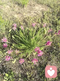 经验详情


修正人格挽救婚姻

咨询次数：2 次

咨询费用：1200 元

案例类别：婚姻情感

运用的技术：家庭治疗


— 案例简述 —
      中年夫妻，感情破裂， 一方提出离婚。——Psy525.cn

— 咨询经过 —
      一，分别约谈
         首先和丈夫进行谈话 ，丈夫的原生 家庭 很和谐， 也很平稳，父母都很认可他，也很惯着他，他的一路成长都很顺利 ，大学毕业 参加工作，现在 在国企 单位 当一个中层小干部， 自认为 生活很好，可是妻子不满足现状，一直想做大事业 ，每天都不着家，这让他非常的气愤，坚决要离婚。
         其次和妻子进行谈话，妻子的原生 家庭 做生意的，多年来耳濡目染的 看到父母心情的 在商场上拼搏，所以他也 不愿意象丈夫一样 过平稳的生活，一直想做一番事业，可是这些年来也不太顺利 ，一直发展的不是很好，内心焦躁 。所以对待孩子和家庭更缺乏耐心，丈夫提出离婚 ，她也不愿意再去挽回 ，不愿意再去经营家庭。
          第三通过和双方的谈话 ，了解到他们有一个女儿 已经12岁了，正在上学，双方的父母还都在 对他们的婚姻抱有很大希望 ，根本不敢告诉父母，在别人的眼里 他们是一对儿幸福夫妻。
         第四 再次的和丈夫约谈，首先帮助他澄清 每个人的原生 家庭不同， 所以每个人的人生目标和追求不一样，生活的意义也不一样。要多尊重 对方的人格， 包容和支持对方的理想，其次 夫妻之间不是要统治和改造对方， 更多的是 融合接纳对方。第三澄清 家庭的功能是什么， 每个人都要做什么 ，离异之后会给双方以及孩子带来的 不良后果。
          第五 再次的约谈 妻子， 首先也是澄清丈夫的原生 家庭给丈夫带来的 人格影响，追求简单平稳的生活 本身不是错，其 次一个女人不仅有自己的理想 ，还有一份家庭责任。第三 爱情和生活 不光是 理想的浪漫， 也要有一部分现实的残酷。第四 帮助她分析，一个女人 更应该追求的是什么 ？在不同的时期 要有什么样的转变？
          第六 让夫妻双方 坐在一起 ，我们共同讨论 家庭的 功能和 要求，夫妻双方都需要怎样去维护和经营婚姻和家庭，两个不同的人格 组合到一起， 是需要相互包容 和理解的。不能过于自我 ，总希望对方改变。最后双方握手言和。