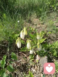 经验详情


修正人格挽救婚姻

咨询次数：2 次

咨询费用：1200 元

案例类别：婚姻情感

运用的技术：家庭治疗


— 案例简述 —
      中年夫妻，感情破裂， 一方提出离婚。——Psy525.cn

— 咨询经过 —
      一，分别约谈
         首先和丈夫进行谈话 ，丈夫的原生 家庭 很和谐， 也很平稳，父母都很认可他，也很惯着他，他的一路成长都很顺利 ，大学毕业 参加工作，现在 在国企 单位 当一个中层小干部， 自认为 生活很好，可是妻子不满足现状，一直想做大事业 ，每天都不着家，这让他非常的气愤，坚决要离婚。
         其次和妻子进行谈话，妻子的原生 家庭 做生意的，多年来耳濡目染的 看到父母心情的 在商场上拼搏，所以他也 不愿意象丈夫一样 过平稳的生活，一直想做一番事业，可是这些年来也不太顺利 ，一直发展的不是很好，内心焦躁 。所以对待孩子和家庭更缺乏耐心，丈夫提出离婚 ，她也不愿意再去挽回 ，不愿意再去经营家庭。
          第三通过和双方的谈话 ，了解到他们有一个女儿 已经12岁了，正在上学，双方的父母还都在 对他们的婚姻抱有很大希望 ，根本不敢告诉父母，在别人的眼里 他们是一对儿幸福夫妻。
         第四 再次的和丈夫约谈，首先帮助他澄清 每个人的原生 家庭不同， 所以每个人的人生目标和追求不一样，生活的意义也不一样。要多尊重 对方的人格， 包容和支持对方的理想，其次 夫妻之间不是要统治和改造对方， 更多的是 融合接纳对方。第三澄清 家庭的功能是什么， 每个人都要做什么 ，离异之后会给双方以及孩子带来的 不良后果。
          第五 再次的约谈 妻子， 首先也是澄清丈夫的原生 家庭给丈夫带来的 人格影响，追求简单平稳的生活 本身不是错，其 次一个女人不仅有自己的理想 ，还有一份家庭责任。第三 爱情和生活 不光是 理想的浪漫， 也要有一部分现实的残酷。第四 帮助她分析，一个女人 更应该追求的是什么 ？在不同的时期 要有什么样的转变？
          第六 让夫妻双方 坐在一起 ，我们共同讨论 家庭的 功能和 要求，夫妻双方都需要怎样去维护和经营婚姻和家庭，两个不同的人格 组合到一起， 是需要相互包容 和理解的。不能过于自我 ，总希望对方改变。最后双方握手言和。