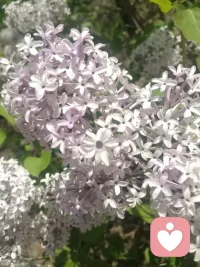 清平乐·隐世闲人
隐世闲散，富贵功名淡，饮酒插花诗赋看，醉了毫无忌惮。
燕来花盛芬芳，艳阳高照风凉。
鸿雁向南逐月，雪花漫舞梅香。