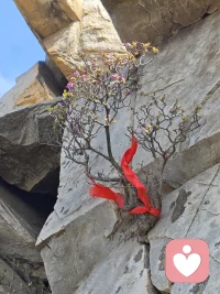 经验详情


生活丰富多彩才更安心学习

咨询次数：10 次及以上

咨询费用：5000 元

案例类别：青少年心理成长

运用的技术：认知行为疗法


— 案例简述 —
      18岁女孩儿，严重焦虑，休学。应对不了学校的学习压力和人际压力，每天都哭，不得不休学。个人主述学习很好，全市前二百名，就担心成绩下滑，不会交朋友。

— 咨询经过 —
               一、摄入性会谈了解到，小女孩儿只会学习而且对自己要求也很高，现在能排在全市前200名，但是觉得学习很吃力，总担心下滑，情绪严重的焦虑。我采用认知疗法和她探讨学习的目的和意义，不断的修正她这条独木桥的理论，让她认识到学习好只是为了将来找一个相对好一点的工作，而不是人生必须的目标，不是必须得学习好。学习好固然是好，学习不好也没有那么可怕。
         二、小女孩儿多年来只注重学习，忽略了人际关系交往和其他兴趣爱好的培养，在学校几乎没有朋友，和同学老师交往也很困难，每天都是自己呆在教室里，不参与学校的活动，也不和同学们一起游戏。我采取体验式的行为疗法，先让小女孩儿从做家务做饭来找到成功的感觉，开始她做的很笨拙，逐渐逐渐的自己也找到了好的感觉，同时也得到了家人的认可，小女孩的自信和生活的乐趣大大增强。
        三、她不会和亲人相处，也不会和同伴相处，这严重的影响到了她的生活乐趣和对自我的认知评价，她感觉自己很差也很另类没人喜欢她，所以特别的郁闷。我鼓励她经常得去看爷爷，经常的去陪伴和开导性格孤僻的爸爸，多参与家人的聚会，并且鼓励她发起同学会，和她探讨人际交往的三大准则，并且传授她交朋友的三条法宝，在我的鼓励，支持和指导下，她成功的交到了几个朋友。
         四、多年来形成的人格特点内向柔弱，遇到困难选择逃避，心理能量特别弱。我采用我独创的催眠意象疗法，不仅还原她童年期的生活经历，帮助她改变创伤性体验，重新建立良好的认知，同时又采用四步借力法，给她的潜意识注入能量，在催眠的过程当中，我能感觉到她身体颤动。
         五、经过了几个月的辅导，她的情绪越来越好，性格也变得开朗了许多，能够买菜做饭，帮助家里做许多力所能及的事儿，同时交到了好几个朋友，得到了家人的认可，她自己感觉到非常满意。配图