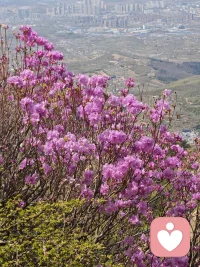 经验详情


生活丰富多彩才更安心学习

咨询次数：10 次及以上

咨询费用：5000 元

案例类别：青少年心理成长

运用的技术：认知行为疗法


— 案例简述 —
      18岁女孩儿，严重焦虑，休学。应对不了学校的学习压力和人际压力，每天都哭，不得不休学。个人主述学习很好，全市前二百名，就担心成绩下滑，不会交朋友。

— 咨询经过 —
               一、摄入性会谈了解到，小女孩儿只会学习而且对自己要求也很高，现在能排在全市前200名，但是觉得学习很吃力，总担心下滑，情绪严重的焦虑。我采用认知疗法和她探讨学习的目的和意义，不断的修正她这条独木桥的理论，让她认识到学习好只是为了将来找一个相对好一点的工作，而不是人生必须的目标，不是必须得学习好。学习好固然是好，学习不好也没有那么可怕。
         二、小女孩儿多年来只注重学习，忽略了人际关系交往和其他兴趣爱好的培养，在学校几乎没有朋友，和同学老师交往也很困难，每天都是自己呆在教室里，不参与学校的活动，也不和同学们一起游戏。我采取体验式的行为疗法，先让小女孩儿从做家务做饭来找到成功的感觉，开始她做的很笨拙，逐渐逐渐的自己也找到了好的感觉，同时也得到了家人的认可，小女孩的自信和生活的乐趣大大增强。
        三、她不会和亲人相处，也不会和同伴相处，这严重的影响到了她的生活乐趣和对自我的认知评价，她感觉自己很差也很另类没人喜欢她，所以特别的郁闷。我鼓励她经常得去看爷爷，经常的去陪伴和开导性格孤僻的爸爸，多参与家人的聚会，并且鼓励她发起同学会，和她探讨人际交往的三大准则，并且传授她交朋友的三条法宝，在我的鼓励，支持和指导下，她成功的交到了几个朋友。
         四、多年来形成的人格特点内向柔弱，遇到困难选择逃避，心理能量特别弱。我采用我独创的催眠意象疗法，不仅还原她童年期的生活经历，帮助她改变创伤性体验，重新建立良好的认知，同时又采用四步借力法，给她的潜意识注入能量，在催眠的过程当中，我能感觉到她身体颤动。
         五、经过了几个月的辅导，她的情绪越来越好，性格也变得开朗了许多，能够买菜做饭，帮助家里做许多力所能及的事儿，同时交到了好几个朋友，得到了家人的认可，她自己感觉到非常满意。配图