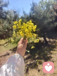 不用追赶，不用逞强，像这些小黄花一样，迎着阳光慢慢开就好。配图