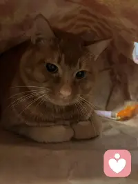 小猫咪会治愈你的所有不开心，我也会.