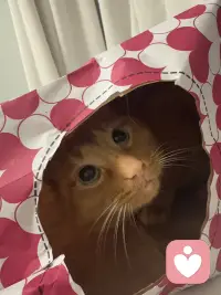 小猫咪会治愈你的所有不开心，我也会.