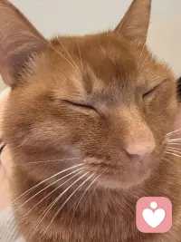 小猫咪会治愈你的所有不开心，我也会.