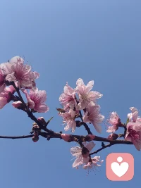 每个人都会有撑不住的瞬间，
难过、焦虑、迷茫、没人理解，都很正常。
不用硬扛，也不必假装坚强。
这里是安全的倾听空间，
不评判、不打断、全程保密，
愿意安安静静听你把心事说完，
陪你慢慢把情绪理顺。
愿你被温柔对待，也能好好拥抱自己🌿配图