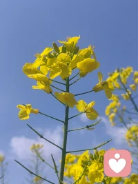 每个人都会有撑不住的瞬间，
难过、焦虑、迷茫、没人理解，都很正常。
不用硬扛，也不必假装坚强。
这里是安全的倾听空间，
不评判、不打断、全程保密，
愿意安安静静听你把心事说完，
陪你慢慢把情绪理顺。
愿你被温柔对待，也能好好拥抱自己🌿配图