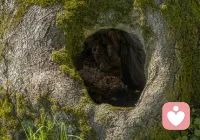 我可以做你的树洞，你尽管倾诉，好的情绪和坏的情绪都应该被接纳，我会一直陪着你，愿你的生活永远灿烂。