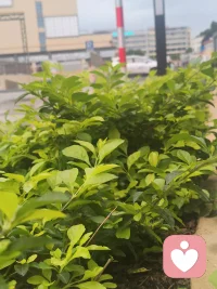 判断自己有没有心理压力，其实不用专业测试，看身体、情绪、行为、思维这4个方面就很准，只要中3条以上，基本就是压力已经超标了。
 
一、身体信号（最诚实、最容易忽略）
 
- 经常失眠、入睡难、早醒、睡不踏实
​
- 容易疲劳，怎么休息都缓不过来
​
- 头痛、头晕、胸闷、心慌、心跳快
​
- 肠胃不舒服：胃痛、胃胀、拉肚子、没胃口
​
- 肌肉紧张，肩颈酸痛、后背发紧
​
- 免疫力下降，容易感冒、上火、长痘
 
二、情绪信号（最明显）
 
- 莫名烦躁、易怒，一点小事就炸
​
- 情绪低落、开心不起来，对什么都没兴趣
​
- 容易焦虑、紧张、担心、坐立不安
​
- 敏感、多疑、委屈、想哭
​
- 对自己没信心，觉得什么都做不好
 
三、行为变化（别人也能看出来）
 
- 不想说话、不想社交、喜欢独处
​
- 拖延严重，什么都不想做
​
- 暴饮暴食或吃不下，体重明显变化
​
- 频繁刷手机、熬夜，用麻痹方式逃避
​
- 做事没耐心，容易出错、注意力差
​
- 习惯叹气、抠手、咬指甲、抖腿
 
四、思维模式（自己最清楚）
 
- 总往坏处想，控制不住胡思乱想
​
- 觉得事情太多、压得喘不过气
​
- 自我否定，觉得自己没用、失败
​
- 对未来感到迷茫、害怕
​
- 记忆力下降，脑子发懵、反应变慢
 
简单自测标准
 
满足下面任意一类，就说明有明显心理压力：
 
- 身体出现2个以上不适
​
- 情绪持续1周以上不稳定
​
- 行为明显改变，影响生活
​
- 每天都觉得累、烦、压抑。配图