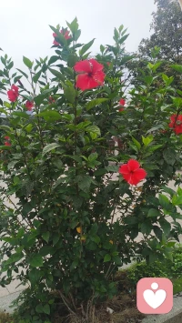 世人总羡慕长久且舒服的感情，却误以为好的爱情是顺其自然、无需费力，殊不知再浓烈的心动，再契合的灵魂，倘若疏于经营、懒于呵护，也会在岁月里慢慢消散。感情从不是一劳永逸的事，它是一场双向的温柔修行，需要两个人用心浇灌、彼此迁就、共同守护，唯有掌握维持感情的秘诀，才能让爱意在朝夕相处中愈发浓厚，走过岁岁年年。配图