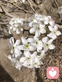 桃花开了   梨花白了   小草已经发芽配图
