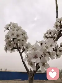 有时候生活很慢，心事很轻，风也很温柔。
不必急着长大，不必逼自己坚强。
你可以难过，可以疲惫，可以偶尔脆弱。
总有人在默默心疼你，总有些温暖在悄悄靠近你。
好好爱自己，慢慢来，一切都会变好的。
你值得被温柔以待，也值得所有美好。配图