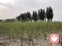 日子慢慢走，温柔处处有。

不必事事完美，平安健康就好。

累了就歇歇，有人懂你、疼你、陪着你，一切都会慢慢好起来。