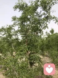 开始干活，枣树修剪✂️配图